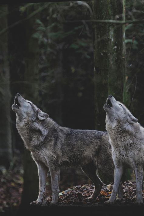 Grey Wolf Photography, Coastal Wolf, Werewolf Aesthetic, Wolf Stuff, Wolf Photography, Howl At The Moon, Wolf Love, Wild Wolf, Animal Magic