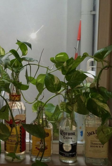 College apartment decor | unique pots | #ivy #alcohol #art #upcycling #nature #plants Plants In Bottles Aesthetic, Plants In Liquor Bottles, Plant Bottle Decor, Plant College Dorm, Plants In Alcohol Bottles, Plant Propagation Aesthetic, Alcohol Bottle Plants, Plants In Bottles Ideas, Apartment Plants Aesthetic