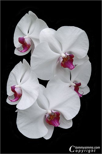 Orchid Symphony | Flickr – Compartilhamento de fotos! Cataleya Flower, Exotic Orchids, Orchid Flowers, Phalaenopsis Orchid, Orchid Care, Beautiful Orchids, White Orchids, Sugar Flowers, Orchid Flower