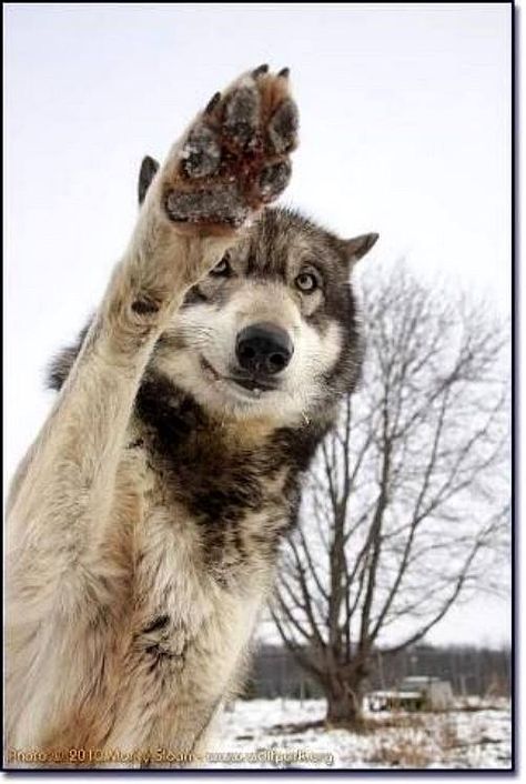 Hi Wolf Paw, Wolf Photos, Wolf Love, Wild Wolf, Wolf Pictures, Beautiful Wolves, Wolf Spirit, Grey Wolf, Wild Dogs