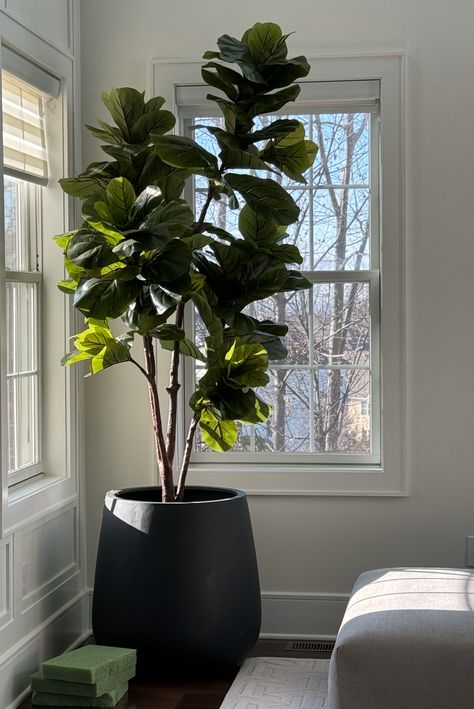 #plant #livingroom #decoration #ceramicpot #indoor #overlookingwater #tall Entryway Decor Plants, Tall House Plants Indoor, Window Plants Indoor, Indoor Plants Room, Modern Indoor Plants, Tall House Plants, Indoor Garden Design, Black House Interior, Garden Design Home