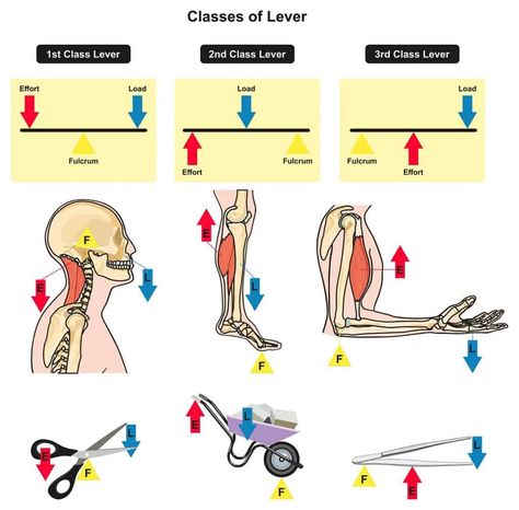 human body levers Levers Activities, Body Worksheet, Infographic Diagram, Human Body Worksheets, Physics Lessons, Physics Formulas, Medicine Notes, Transportation Technology, Primary Science