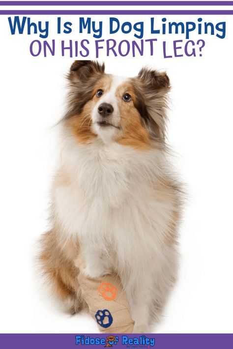 Why Is My Dog Limping On The Front Leg - Fidose of Reality Limping Dog, Puppy Training Guide, Dog Leg, Dog Years, Dog Info, Dog Hacks, Pet Stuff, Emergency Room, Dog Health