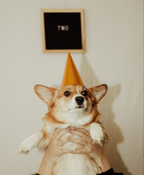 Dog 2nd Birthday Photoshoot, Dog Birthday Picture Ideas, Corgi Photoshoot, 5th Birthday Photoshoot, Dog Birthday Photoshoot, Rosie Birthday, Sage Birthday, Dog Birthday Pictures, Lucy Birthday