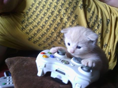 . Small Kitten, Video Game, Funny