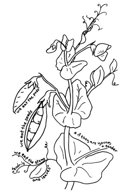 Pea Plant Coloring Page. Free Pea Coloring Pages For kids download and print. Grow Snap Peas, Gardening With Kids, Vegetable Coloring Pages, Pea Plant, Snap Peas, Plant Drawing, Radishes, Fruit Art, All About Plants