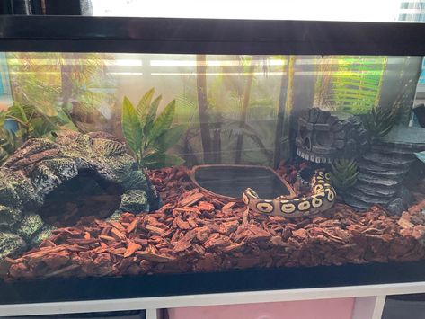 Python Tank Ideas, Snake Enclosure Ideas Ball Python Diy, Ball Python Cage Setup, Ball Phyton Enclosure, Ball Python Tank Set Up, Ball Python Setup, Snake Tank Ideas Ball Python, Snake Habitat Ideas Ball Python, Snake Enclosure Aesthetic