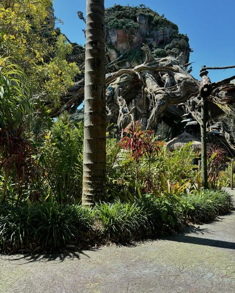 🌿✨ Discover the World of Pandora!🌍🦋 At Disney’s Animal Kingdom, Pandora transports you to the stunning world from *Avatar*. From bioluminescent plants 🌱 to floating mountains ⛰️, it’s a visual masterpiece that will leave you in awe! ✨ Must-Do Experiences✨ 🚀 Flight of Passage: Fly on the back of a banshee for a thrilling 3D adventure through Pandora’s breathtaking landscapes! 🌌 🚶‍♂️ Na’vi River Journey: Drift down a mystical river and witness the glowing, bioluminescent world of Pandora come... Bioluminescent Plants, Animal Kingdom Pandora, Floating Mountains, World Of Pandora, Disney S, Breathtaking Landscapes, Discover The World, Animal Kingdom, Flight