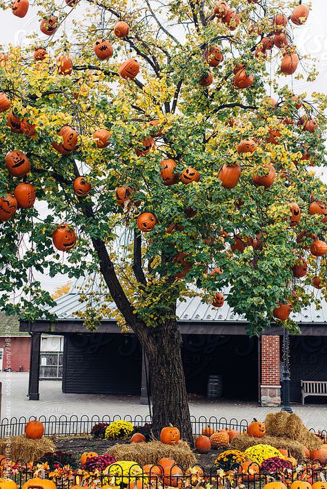 Halloween Decorations For Trees Outside, Jack O Lantern Tree, Pumpkin Tree Decorations, Pumpkins Hanging From Trees, Hanging Pumpkins From Trees, Hanging Pumpkins, Halloween Pumpkin Crafts, Halloween History, Pumpkin Tree