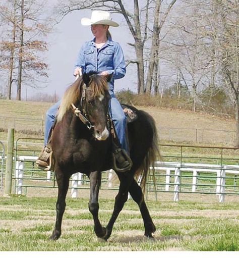 Gaited Horses, Gait Training, Horse Adventure, Wellness Magazine, Horse Lessons, Good Foundation, Horse Riding Tips, Horse Info, Riding Tips