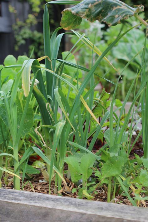 Garlic in raised bed Ancient Greek Philosophers, Worm Farm, Health And Vitality, Natural Fertilizer, Botanical Skincare, Soil Ph, Earthworms, Best Health, Garden Store