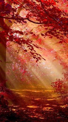 Forest Wallpaper, Red Leaves, Autumn Scenery, Fantasy Art Landscapes, Beautiful Nature Wallpaper, Autumn Forest, Autumn Landscape, 판타지 아트, Anime Scenery Wallpaper