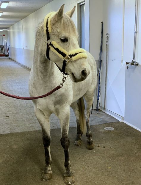 White Appaloosa Horse, Connemara Horse, Connemara Pony, Horsey Life, Baby Pony, Riding School, English Horse, Equestrian Girls, Cute Ponies