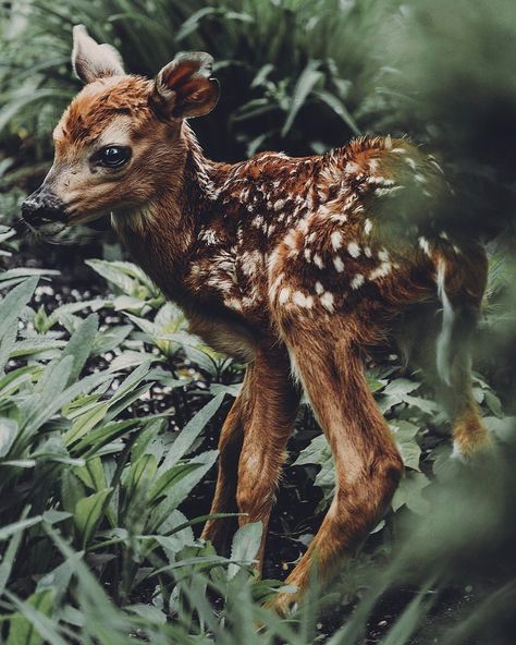 Fen Harel, Petoskey Michigan, Forest Photos, Dark Fairy, Chase Your Dreams, Cuteness Overload, Wildlife Photography, Animal Kingdom, Animals And Pets