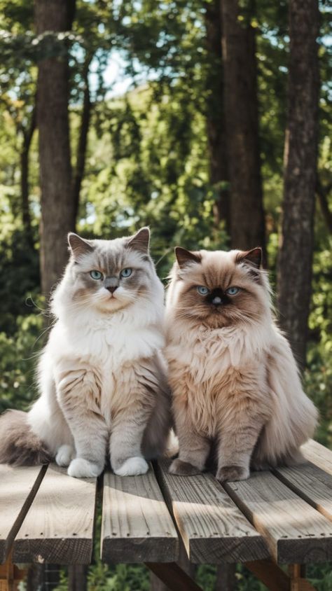 House Animals, Ragamuffin Cat, It Never Ends, Funniest Cat, Fierce Animals, Mean Cat, Dream's Cat, Ragamuffin, Ragdoll Cats