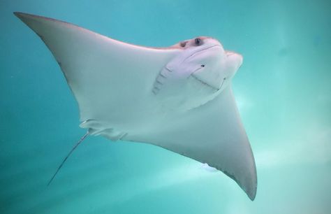 Stingray Fish, Vancouver Aquarium, Manta Rays, What Is A Bird, Underwater Creatures, Love Your Pet, Manta Ray, Rare Animals, Animal Alphabet