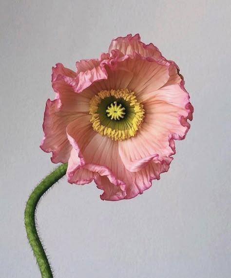 Poppy Flower Drawing, Pink Flowers Photography, Dior Pants, Vase Project, Icelandic Poppies, Reference Pics, Flower Drawing Design, Whimsical Artwork, Poppy Art