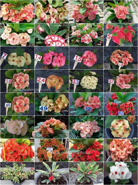 Assorted "Bi color" Euphorbia milii Euphorbia Flower, Euphorbia Plant, Crown Of Thorns Plant, Desert Rose Plant, Euphorbia Milii, Strange Flowers, Alpine Plants, Plant Shop, Sandy Soil