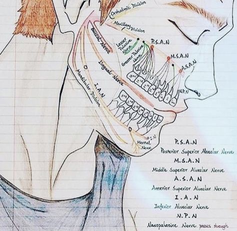 Dental Hygienist School, Tooth Art, Hygiene School, Dental Assistant Study, Dentist Art, Dental Studio, Dental Hygiene Student, Dental Aesthetics, Dental Videos