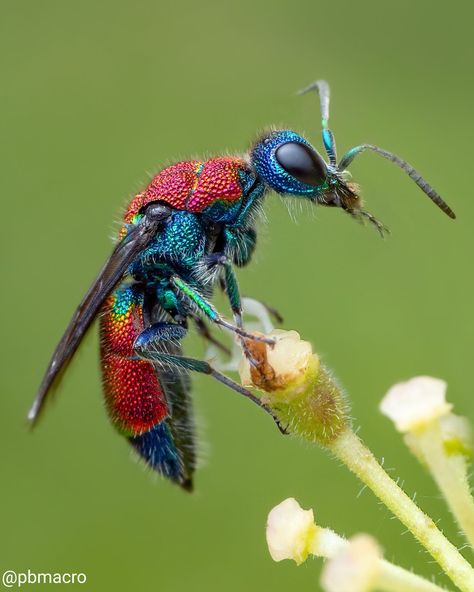 How Modern Camera Tech Enables Ethical Macro Insect Photography | PetaPixel Macro Insect Photography, Macro Photography Insects, Insect Photos, Insect Photography, All The Small Things, Macro Shots, Beautiful Bugs, Insect Art, Arthropods