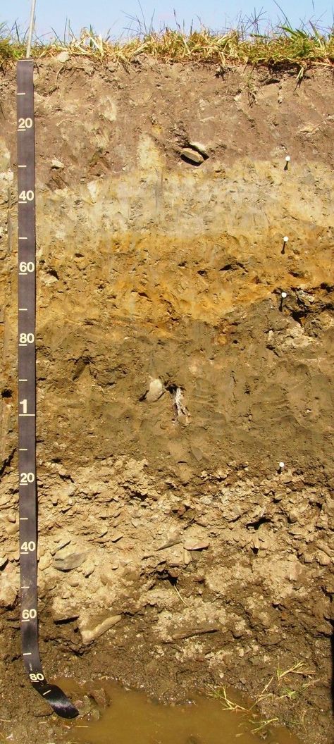 Raypole Soil Profile Soil Profile, Layers Of Soil, Landscape Diagram, Ag Education, Geotechnical Engineering, Soil Texture, Science Rules, Human Geography, 4th Grade Science