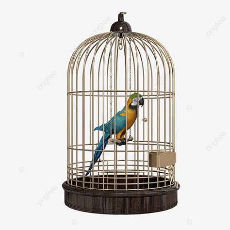 bird,parrot,animal,pet,cage,bird cage,bird clipart,animal clipart,parrot clipart,a clipart,cage clipart Bird Line Drawing, Parrot Cages, Pet Birds Parrots, Vertebrates And Invertebrates, Cage Bird, Talking Parrots, Parrots Art, Bird Parrot, Bird Clipart