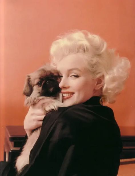 16 Celebrities Who Own Pekingeses - The Paws Marilyn Monroe Quotes, Norma Jean Baker, Marilyn Monroe Photos, Norma Jean, Norma Jeane, Old Hollywood, Marilyn Monroe, Merlin, A Woman