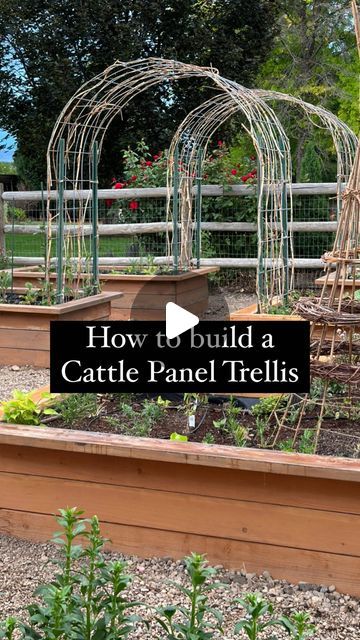 Cattle Panel Trellis Garden, Cattle Wire Trellis, Cattle Panel Garden Arch, Cattle Fence Trellis, Cow Panel Garden Trellis, Hog Panel Trellis, Cattle Panel Garden, Cattle Panel Trellis, Panel Trellis