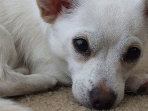 Jack Chi, Chi Dog, Show Rabbits, Sweet Personality, Pitbull Mix, The Jack, Popular Dog, Pet Stuff, Cat Person