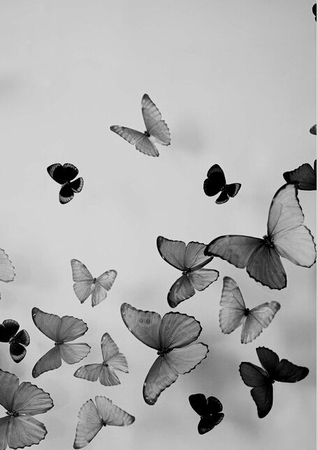 Paper Flower Crown, Papillon Butterfly, Black And White Photograph, Soyut Sanat Tabloları, Bohol, Beautiful Butterflies, Black Bird, 그림 그리기, White Photography