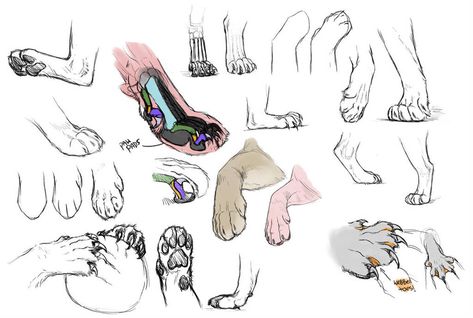 Cat Paw Anatomy, Cat Paw Drawing, Paw Ideas, Feline Anatomy, Paw Drawing, Cat Anatomy, Elephant Drawing, Human Figure Drawing, Anatomy Drawing