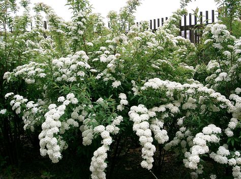 Spiraea cantoniensis - Wikipedia Pieris Japonica, Bigleaf Hydrangea, Hydrangea Varieties, Bridal Wreath, Coastal Gardens, Lavender Plant, Flowering Shrubs, Evergreen Shrubs, Garden Pests