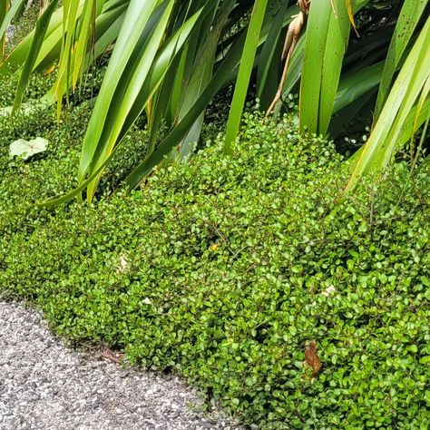 Little 'pohuehue', of those hard working little groundcover plants you can use in so many places 🌿The botanical name is Muehlenbeckia axillaris if you’re looking for it at the garden centre. It's the smallest of the lovely Muehlenbeckia family.Maturing at below 400mm high, it's a scambling plant, so it'll cover rocks etc or just make its way across a sunny area of your garden 🌞 It makes the perfect groudcover companion plant to many NZ native plants, like the mountain flax in this photo 🌾Yo... Muehlenbeckia Axillaris, Nz Native Plants, Carpet Roses, Groundcover Plants, Plant Combos, Ground Cover Plants, Garden Centre, Companion Planting, Hard Working