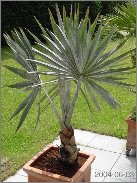 Bismarck Palm, Outdoor Landscaping, Clematis, Palm Tree, Green Leaves, Palm Trees, Planting Flowers, Outdoor Decor, Plants