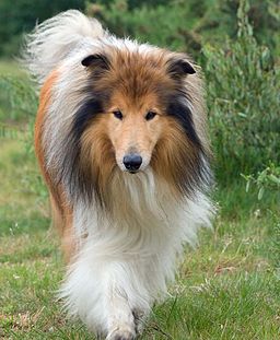 Pretty Puppy, Family Dogs Breeds, Rough Collies, Smooth Collie, Sheltie Dogs, Coban, Dream Dog, Rough Collie, Best Dog Breeds