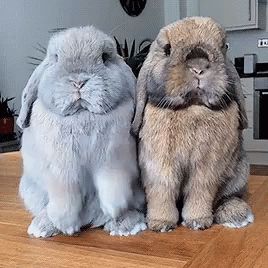 Bunny Rabbit GIF - Bunny Rabbit - Discover & Share GIFs Pet Bunny Rabbits, Cute Bunny Pictures, Bunny House, Pet Bunny, Cute Bunnies, Baby Animals Pictures, Super Cute Animals