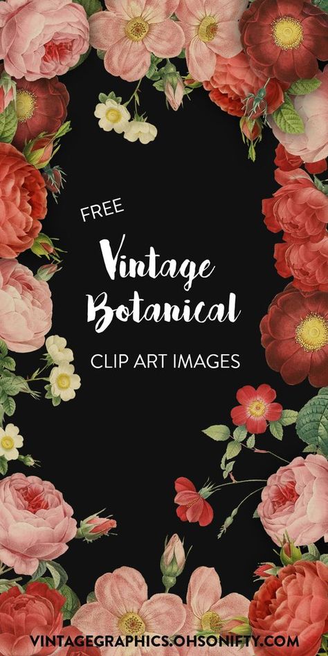 Free Clipart Images | Vintage Botanical Roses and Flowers - http://vintagegraphics.ohsonifty.com/free-clipart-images-vintage-botanical-roses-and-flowers/ Free Floral Clipart, Free Printable Flowers Clipart, Non Copyright Images, Decoupage Paper Printable Free, Free Botanical Printables, Free Use Images, Diy Wedding Planner, Free Clipart Images, Free Vintage Printables