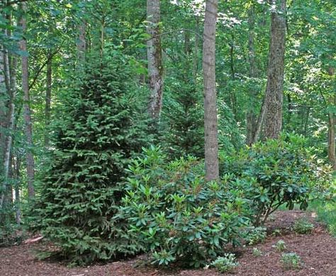 Norway Spruce and Rhododendron in a woodland planting. More on Norway Spruce trees (one of my favorite trees for privacy!) http://www.landscape-design-advice.com/norway-spruce-trees.html Evergreen Trees For Privacy, Woodland Planting, Norway Spruce Tree, Trees Pictures, Plains Landscape, Giant Arborvitae, Evergreen Landscape, Spruce Trees, Norway Spruce