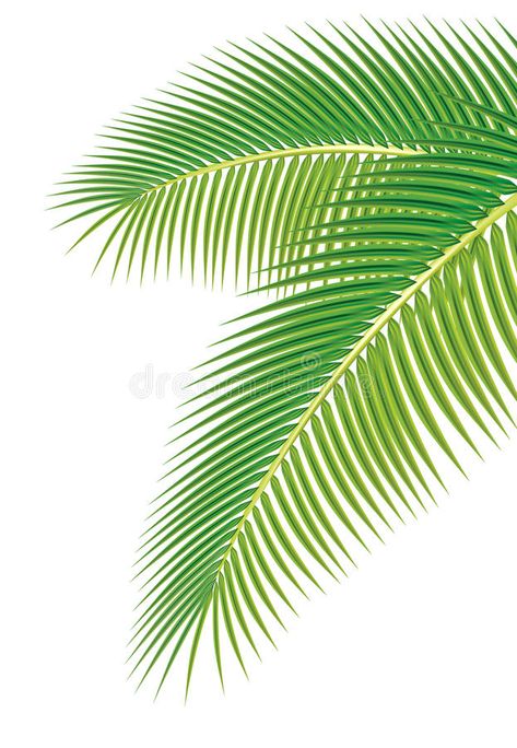 Leaves of palm tree on white background. Vector illustration , #affiliate, #tree, #palm, #Leaves, #white, #illustration #ad Palm Leaves Background, Palm Tree Clip Art, Paper Palm Tree, Palm Tree Background, Graduation Images, Tree Palm, Make A Door, Trees Painting, Branch Vector