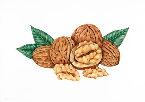 Hand drawn sketch of walnuts | premium image by rawpixel.com / Noon Walnut Drawing, House Logo Design, Food Cartoon, Autumn Illustration, Hand Images, Free Hand Drawing, Walnut Shell, Food Drawing, Christmas Lettering