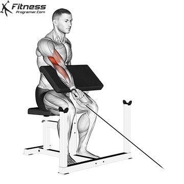 Cable Preacher Curl 1 Back And Bicep Cable Workout, Bicep Cable Curls, Bicep Curls How To Do, Cable Bicep Curl, Bicep Curls Variations, Total Body Workout Plan, Best Biceps, Muscle Hypertrophy, Biceps Brachii