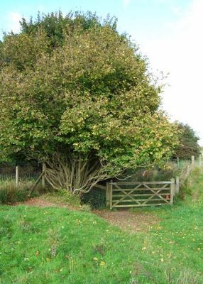 Hazel Tree, Hazelnut Tree, Sacred Plant, Permaculture Design, Wild Forest, English Cottage Style, Celtic Tree, Wild Edibles, Forest Garden