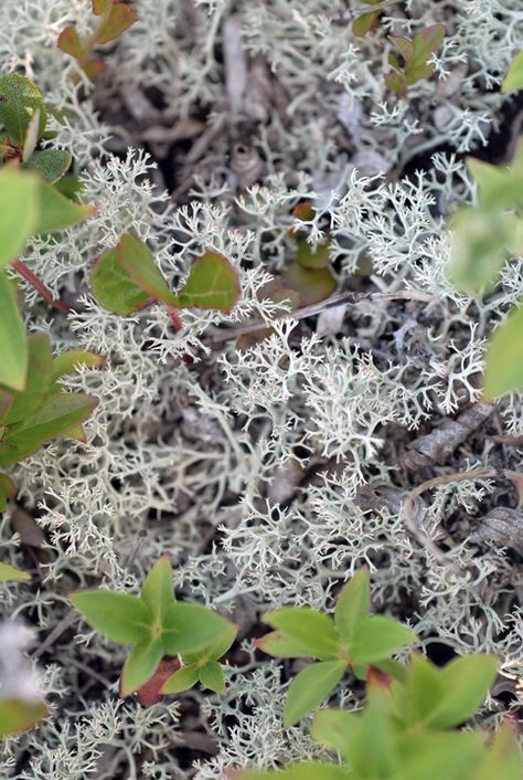 Lichen Planopilaris, Fruticose Lichen, Crataegus Monogyna, Types Of Lichen, Lichen On Trees, Lichen Moss, Reindeer Moss, The Dead, Reindeer