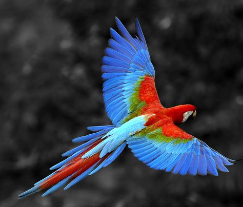 https://flic.kr/p/QDUvCS | parrot2 Macaw Tattoo, Parrot Flying, Rainforest Animals, Bird Flying, Physical Healing, Macaw Parrot, Gabriel Garcia Marquez, Colorful Parrots, Endangered Animals