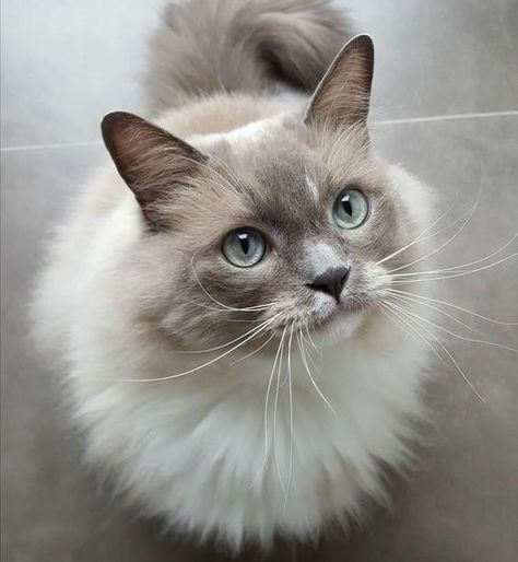 Not all cat breeds behave alike. Some are more affectionate, playful, easy to maintain and gentle than others. The question is what cat breed are you?  Take a look at our compilation of the most common cat breeds and their characteristics. Can you find the one breed that match well with you and your family?   Birman: L All Cat Breeds, Grey And White Cat, What Cat, Gorgeous Cats, Cat Breed, Ragdoll Cat, Cat Aesthetic, Cute Kittens, Beautiful Cats