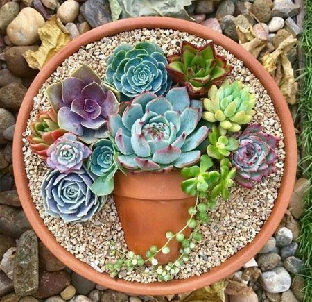 succulent garden indoor; succulent garden DIY; succulent arrangements; succulent arrangement indoor. Succulent Garden Indoor, Succulent Garden Design, Succulent Garden Diy, Succulent Gardening, Succulents Indoor, Succulent Arrangements, Cactus Y Suculentas, Garden Care, Succulents Diy