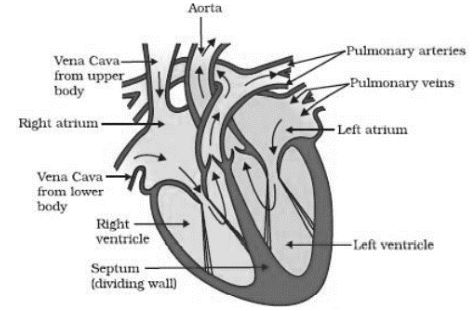 Life Processes Class 10 Notes CBSE Science Chapter 6 [PDF] Heart Diagram Class 10, How To Draw Heart, Human Heart Diagram, Class 10 Cbse, Draw Heart, Human Heart Drawing, Carbon Molecule, Human Respiratory System, Shape Poems