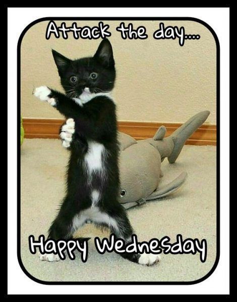 Funny Wednesday Quotes, Happy Wednesday Pictures, Wednesday Memes, Wednesday Humor, Wacky Wednesday, Good Morning Motivation, Good Morning Wednesday, Happy Wednesday Quotes, Morning Quotes For Him