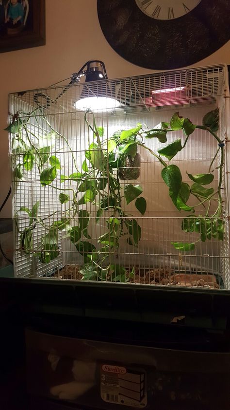 My version of a diy chameleon habitat <3 Chameleon Habitat, Chameleon Enclosure, Diy Reptile, Screen Enclosures, Reptile Enclosure, Scary Things, Dog Ideas, My Room, Reptiles