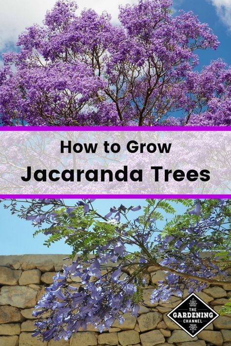 Jacaranda Tree Garden, Shady Backyard, Jacaranda Trees, Top Flowers, Florida Landscaping, Garden Grass, Landscaping Trees, Natural Landscaping, Jacaranda Tree